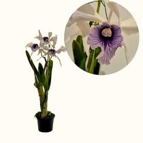 Orquidea Laelia Purpurata Roxo Bispo Planta Rara Decoração