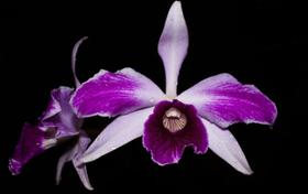 Orquídea Laelia purpurata striata cotia x flamea J Tony - Cooperorchids