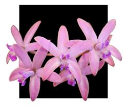 Orquidea Laelia Rupicula Xbritoi