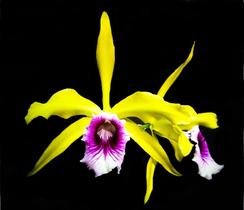 Orquídea Laelia tenebrosa aurea x tipo x aurea Orquídea Laelia tenebrosa aurea x tipo x aurea