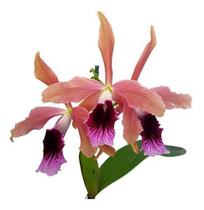 Orquídea Laelia Tenebrosa Planta Adulta Exótica Orquídea Laelia Tenebrosa Planta Adulta Exótica