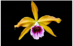 Orquídea Laelia tenebrosa selecta 1 x selecta 2 Orquídea Laelia tenebrosa selecta 1 x selecta 2