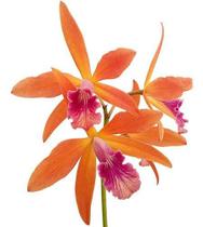 Orquídea Laeliocattleya Zip Planta Adulta Flor Alaranjada