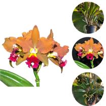 Orquidea Laranja Flor Grande Egyptian Queen Planta Adulta - DoceL@r