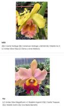 Orquídea Laranja Muda (3123)