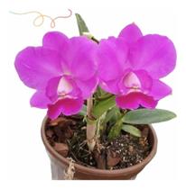 Orquídea Lc. Aloha Case ' Adulta ' Para Colecionador Lindas - doce l@r
