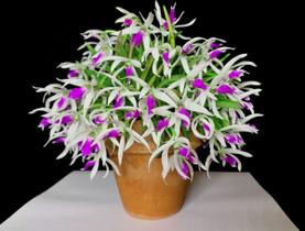 Orquidea Leptotes Bicolor 1 Unidades