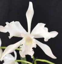 Orquídea Lobata Geni Alba Muda em Toquinho (3261)