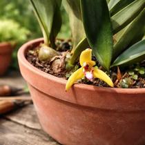 Orquídea Maxillaria Híbrida - Plantas Adultas com 3 a 4 Bulbos Orquídea Maxillaria Híbrida - Plantas Adultas com 3 a 4 Bulbos
