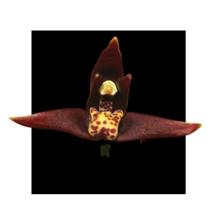 Orquidea Maxillaria Houteana - Orquidario DF