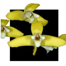 Orquidea Maxillaria Parkerii - Orquidario DF