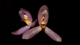 Orquídea Maxillaria richii