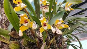 Orquídea Maxillaria Rufescens - Planta Adultas com Mínimo 3 Bulbos - Orquidário