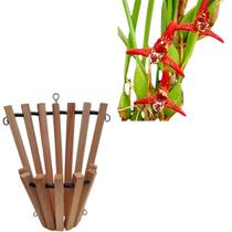 Orquidea Maxillaria Tenuifolia (cheiro De Coco)+cachepot Orquidea Maxillaria Tenuifolia (cheiro De Coco)+cachepot
