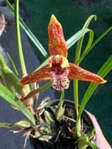 Orquidea Maxillaria Tenuifolia Planta Adulta Vaso Formado - doce l@r