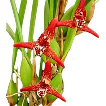 Orquidea Maxillaria Tenuifolia.plantas Adultas Entouceirada Orquidea Maxillaria Tenuifolia.plantas Adultas Entouceirada
