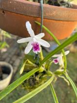 Orquídea Micro Laelia Lundii Coerulea Planta Adulta Top - doce l@r
