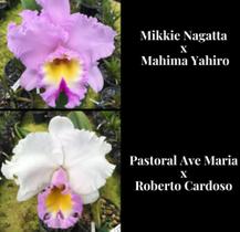 Orquídea Mikkie Nagatta x Pastoral (3145) - Fabricação própria