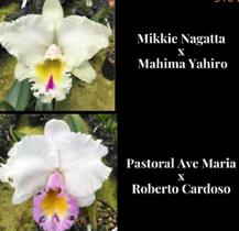 Orquídea Mikkie Nagatta x Roberto Cardoso (3164) - Fabricação própria