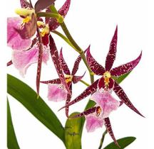 Orquídea Miltassia Dagmara Planta Adulta Flor Exótica - Orquiflora