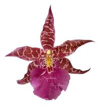 Orquídea Miltassia Dark Star ! Planta Adulta ! - Orquiflora