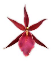 Orquídea Miltassia Royal Robe Planta Adulta - doce l@r