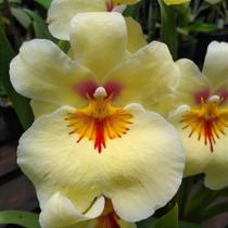 Orquídea Miltonia Amarela - Planta Adulta com Mínimo de 2 Bulbos Orquídea Miltonia Amarela - Planta Adulta com Mínimo de 2 Bulbos