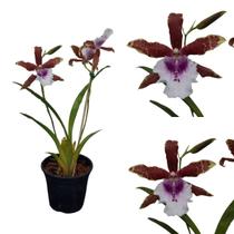 Orquídea Miltonia Candida - Adultas Raras Especie Variação