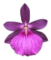 Orquídea Miltonia Moreliana ! Planta Adulta ! Flor Linda ! - Orquiflora