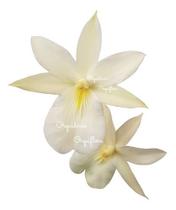 Orquídea Miltonia Regnellii Alba Planta Adulta Flor Branca Orquídea Miltonia Regnellii Alba Planta Adulta Flor Branca
