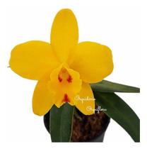 Orquídea Mini Cattleya Sc. Beaufort 'luna Rousse' Planta Orquídea Mini Cattleya Sc. Beaufort 'luna Rousse' Planta