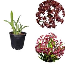 Orquidea Mini Oncidium Twinkle Red Planta Adulta Natural