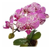 Orquídea Mini Phalaenopsis Exótica Flor Planta Adulta N68 Orquídea Mini Phalaenopsis Exótica Flor Planta Adulta N68