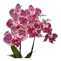 Orquídea Mini Phalaenopsis Exótica Flor Planta Adulta N71
