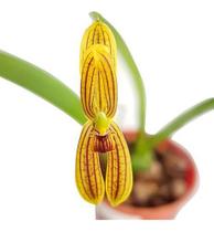 Orquídea Mormolyca Ringens Planta Adulta Mini Flor Orquídea Mormolyca Ringens Planta Adulta Mini Flor