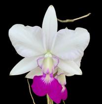 Orquídea Muda de Walkeriana semi-alba em toquinho