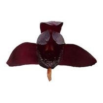 Orquídea Negra Adulta-original Maxillaria Schunkeana Flor Rara Planta Exótica Natural Ambientes Jardins - Orquiflora Orquídea Negra Adulta-original Maxillaria Schunkeana Flor Rara Planta Exótica Natural Ambientes Jardins - Orquiflora