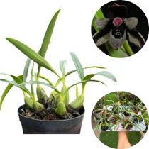 Orquidea Negra Exótica Planta Adulta - Maxillaria Schunkeana - DoceL@r