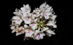 Orquídea Neobenthamia gracilis
