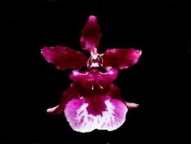 Orquídea Odontocidium Red