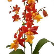 Orquídea Odontoglossum Chayenne Planta Adulta