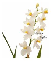 Orquídea Odontoglossum Pulchellum Planta Adulta Com Vaso