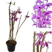 Orquídea Olhos de Boneca Dendrobium Anosmum Tipo Adulta - Orquiflora