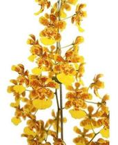 Orquídea Oncidium Flor Amarela Planta Adulta Com Vaso Orquídea Oncidium Flor Amarela Planta Adulta Com Vaso