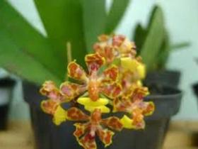 Orquídea Oncidium Nanum