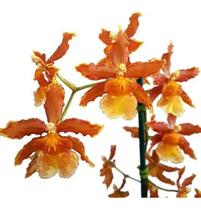 Orquídea Oncidium (odontocidium) Catatante Planta Adulta