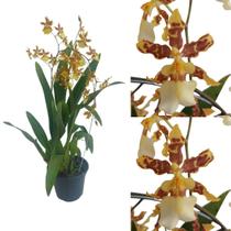 Orquidéa Oncidium Summer Wind Arco Adulta Rara Natural Linda Orquidéa Oncidium Summer Wind Arco Adulta Rara Natural Linda