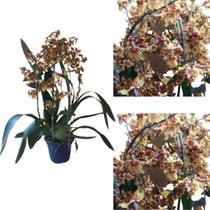 Orquidea Oncidium Tropic Storm Pote 15 Planta Adulta Rara - Orquiflora