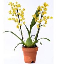 Orquídea Oncidium Twinkle Amarela