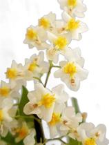 Orquídea Oncidium Twinkle Fragrance Fantasy ! Planta Adulta - Orquiflora